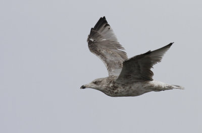 Zilvermeeuw / Herring Gull / Larus a. argentatus