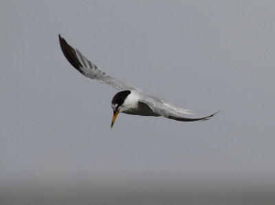 Dwergstern / Little Tern / Sternula albifrons