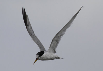 Dwergstern / Little Tern / Sternula albifrons