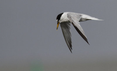 Dwergstern / Little Tern / Sternula albifrons