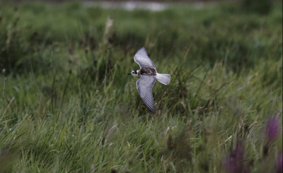 Witwangstern / Whiskered Tern / Chlidonias hybrida