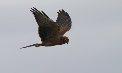 Grauwe Kiekendief / Montagu's Harrier / Circus pygargus