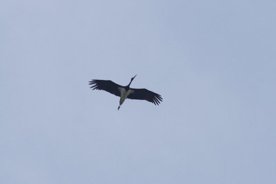 Zwarte Ooievaar / Black Stork / Ciconia nigra