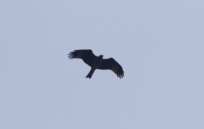 Zwarte Wouw / Black Kite / Milvus migrans