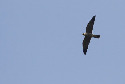 Boomvalk / Eurasian Hobby / Falco subbuteo