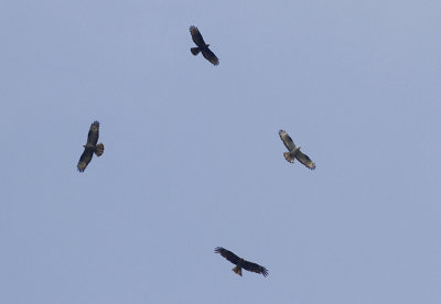 Wespendief / Eurasian Honey Buzzard / Pernis apivorus