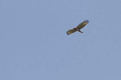 Slangenarend / Short-toed Eagle / Circaetus gallicus