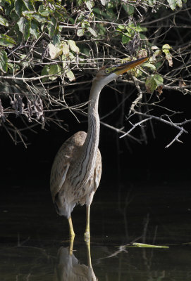 Purperreiger / Purple Heron / Ardea purpurea