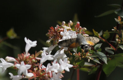 Kolibrievlinder / Macroglossum stellatarum