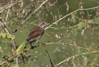 Grasmus / Common Whitethroat / Sylvia communis