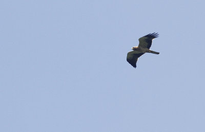 Dwergarend / Booted Eagle / Aquila pennata