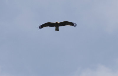 Dwergarend / Booted Eagle / Aquila pennata