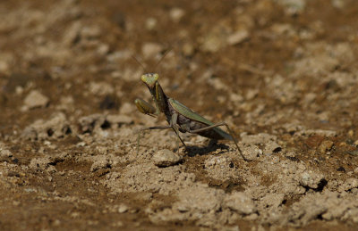 Europese Bidsprinkhaan / Mantis religiosa