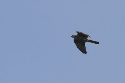 Balkansperwer / Levant Sparrowhawk / Accipiter brevipes