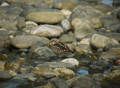 Breedbekstrandloper / Broad-billed Sandpiper / Limicola falcinellus