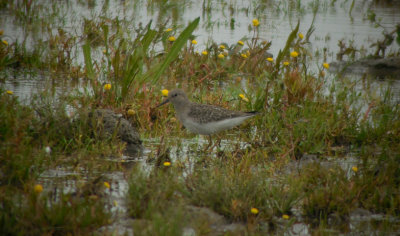 Temmincks Strandloper / Temminck's Stint / Calidris temminckii