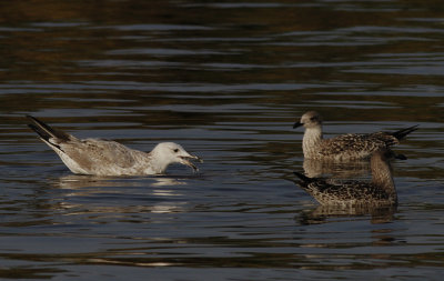 Pontische Meeuw / Caspian Gull / Larus cachinnans