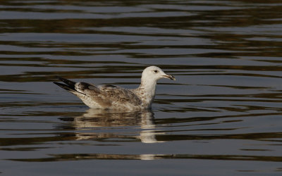 Pontische Meeuw / Caspian Gull / Larus cachinnans