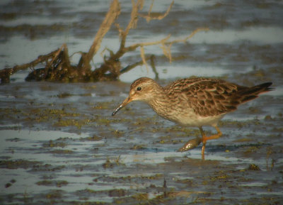 Gestreepte Strandloper / Pectoral Sandpiper / Calidris melanotos