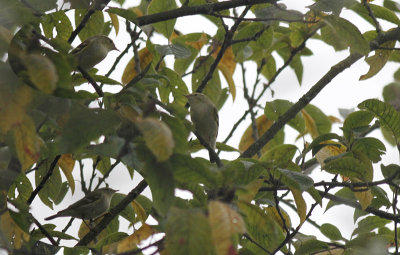 Bladkoning / Yellow-browed Warbler / Phylloscopus inornatus