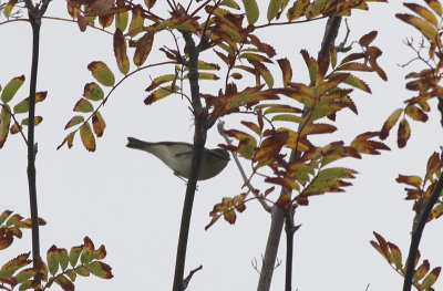 Bladkoning / Yellow-browed Warbler / Phylloscopus inornatus