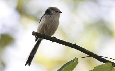 Staartmees / Long-tailed Tit / Aegithalos caudatus