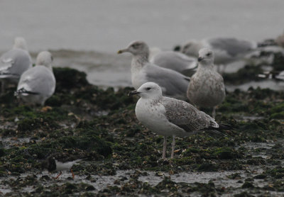 Pontische Meeuw / Caspian Gull / Larus cachinnans