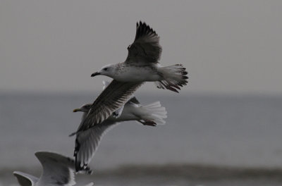 Pontische Meeuw / Caspian Gull / Larus cachinnans