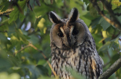 Ransuil / Long-eared Owl / Asio otus