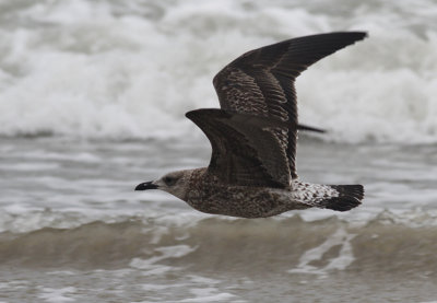 Kleine Mantelmeeuw / Lesser Black-backed Gull / Larus fuscus ssp.