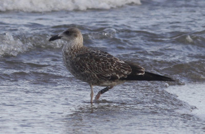 Kleine Mantelmeeuw / Lesser Black-backed Gull / Larus f. intermedius