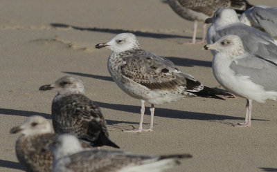 Pontische Meeuw / Caspian Gull / Larus cachinnans