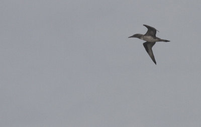Jan-van-Gent / Northern Gannet / Morus bassanus