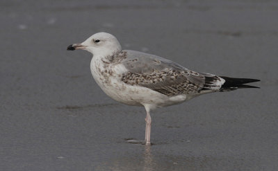 Pontische Meeuw / Caspian Gull / Larus cachinnans