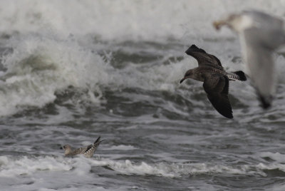 Kleine Mantelmeeuw / Lesser Black-backed Gull / Larus fuscus ssp.