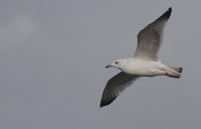 Pontische Meeuw / Caspian Gull / Larus cachinnans