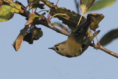 Goudhaan / Goldcrest / Regulus regulus