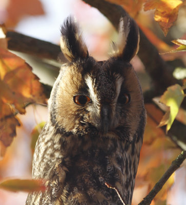 Ransuil / Long-eared Owl / Asio otus