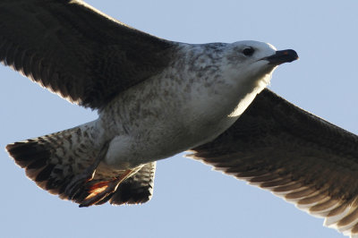 Pontische Meeuw / Caspian Gull / Larus cachinnans