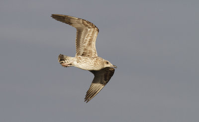 Kleine Mantelmeeuw / Lesser Black-backed Gull / Larus fuscus ssp.