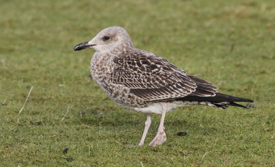 Kleine Mantelmeeuw / Lesser Black-backed Gull / Larus fuscus ssp.