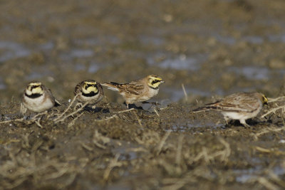 Strandleeuwerik / Horned Lark / Eremophila alpestris