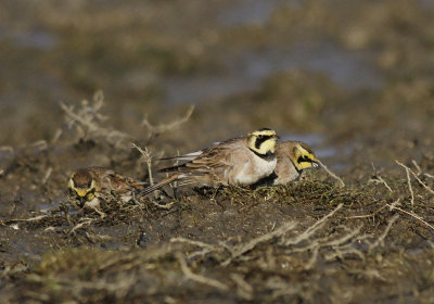 Strandleeuwerik / Horned Lark / Eremophila alpestris