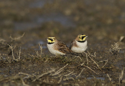 Strandleeuwerik / Horned Lark / Eremophila alpestris