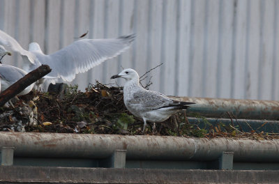 Pontische Meeuw / Caspian Gull / Larus cachinnans