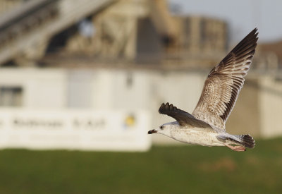 Pontische Meeuw / Caspian Gull / Larus cachinnans