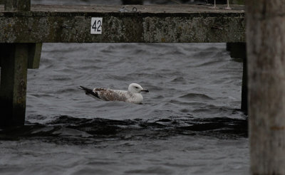 Pontische Meeuw / Caspian Gull / Larus cachinnans