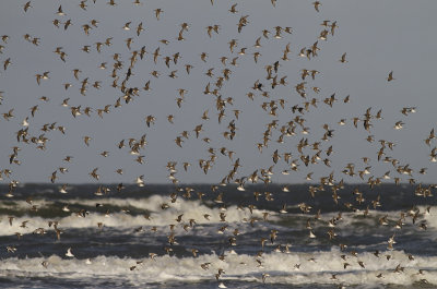 Bonte Strandlopers