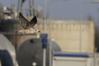 Geelpootmeeuw / Yellow-legged Gull / Larus michahellis