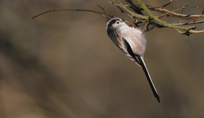 Staartmees / Long-tailed Tit / Aegithalos caudatus